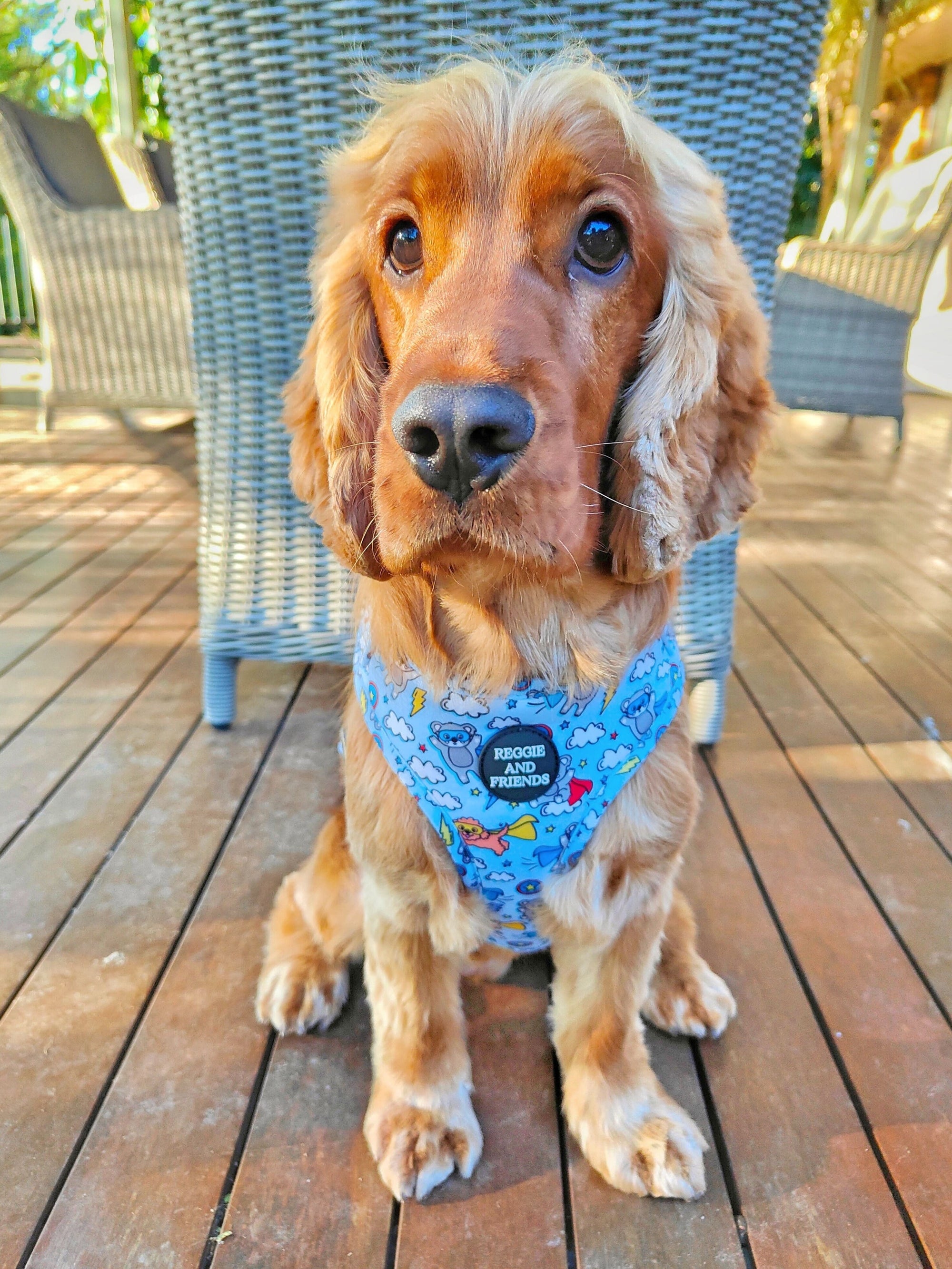 Aussie Koala Harness Set for Pets - Reggie and Friends