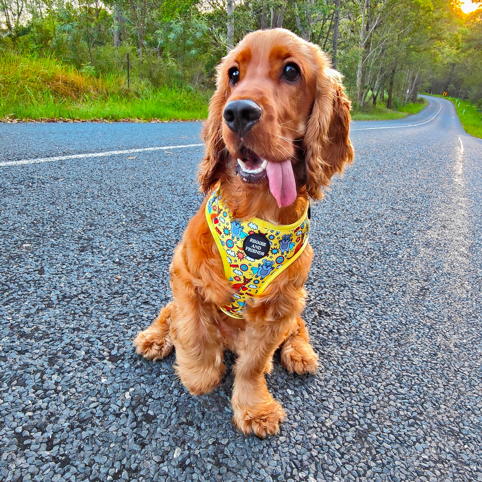 Cocker Spaniel Dog Harness - Reggie and Friends