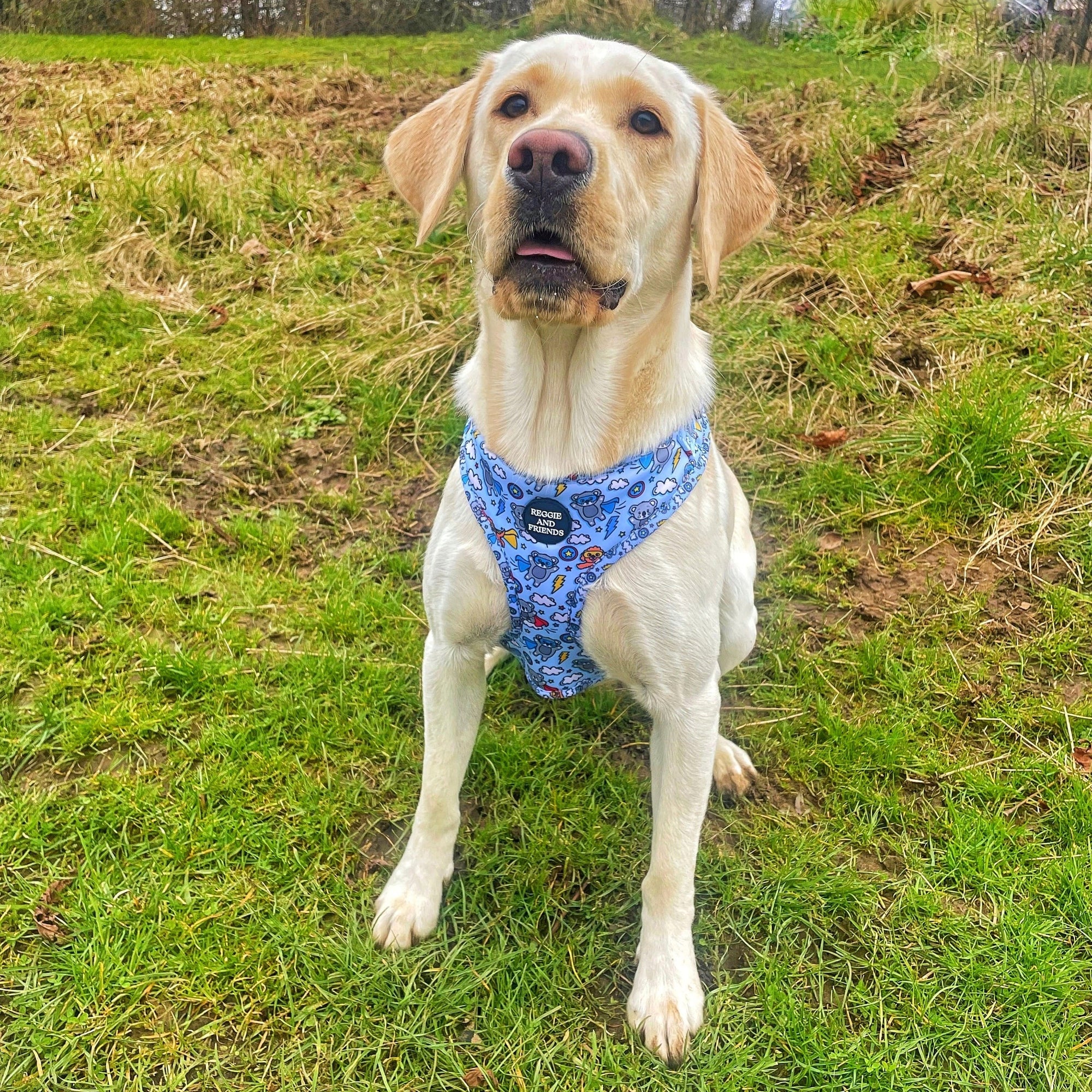 large blue dog harness reggie and friends