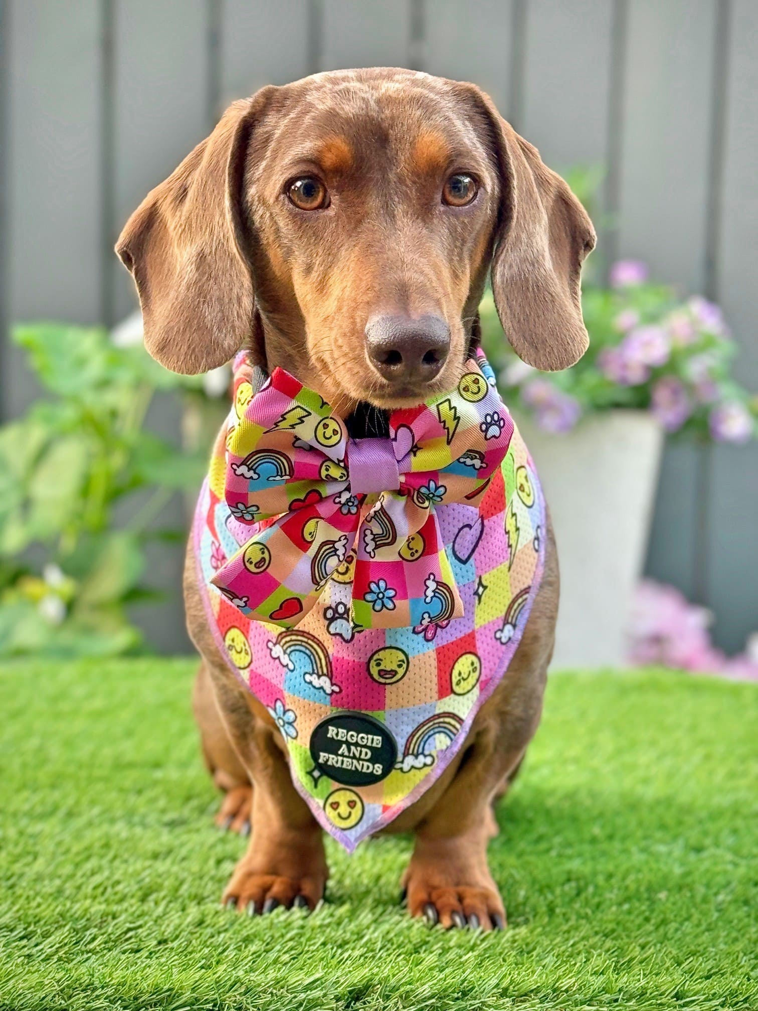 Dachshund clothing Bandana - Reggie and Friends