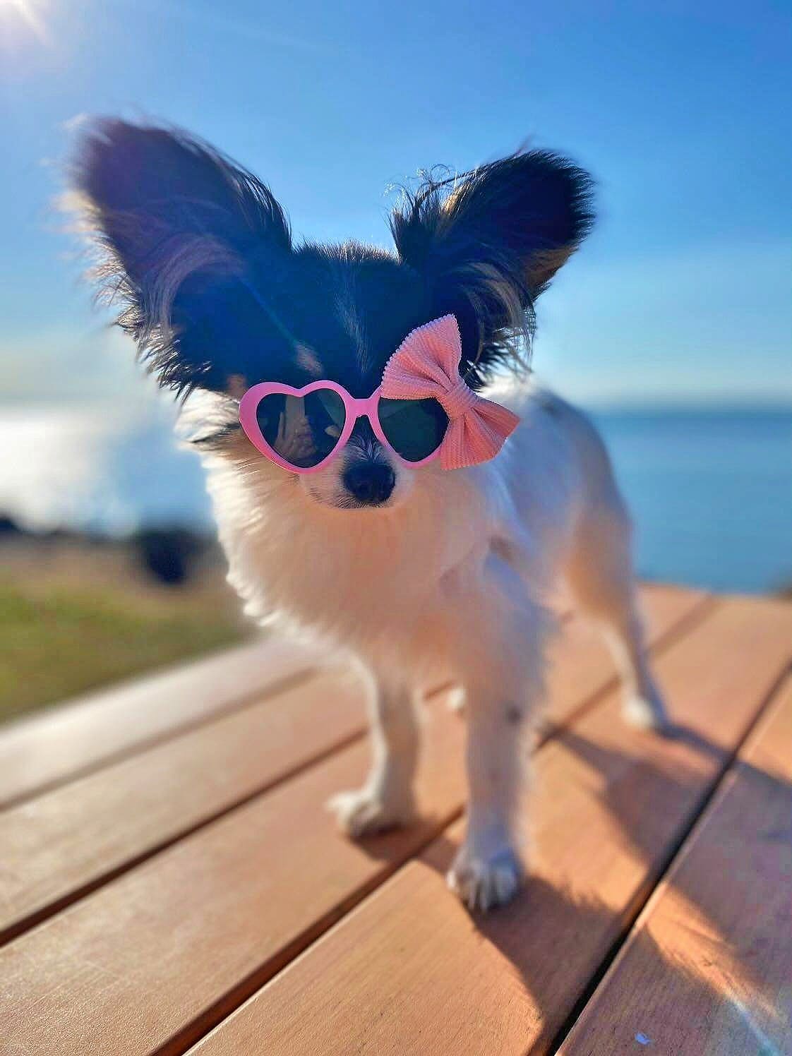 Dog sunglasses and specs for sale - Australia - Reggie and Friends