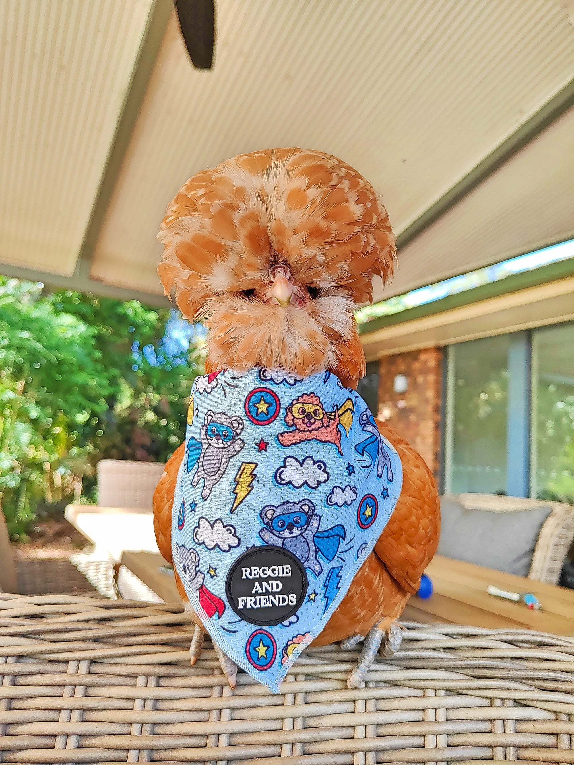 Pet chicken Bandana - Reggie and Friends