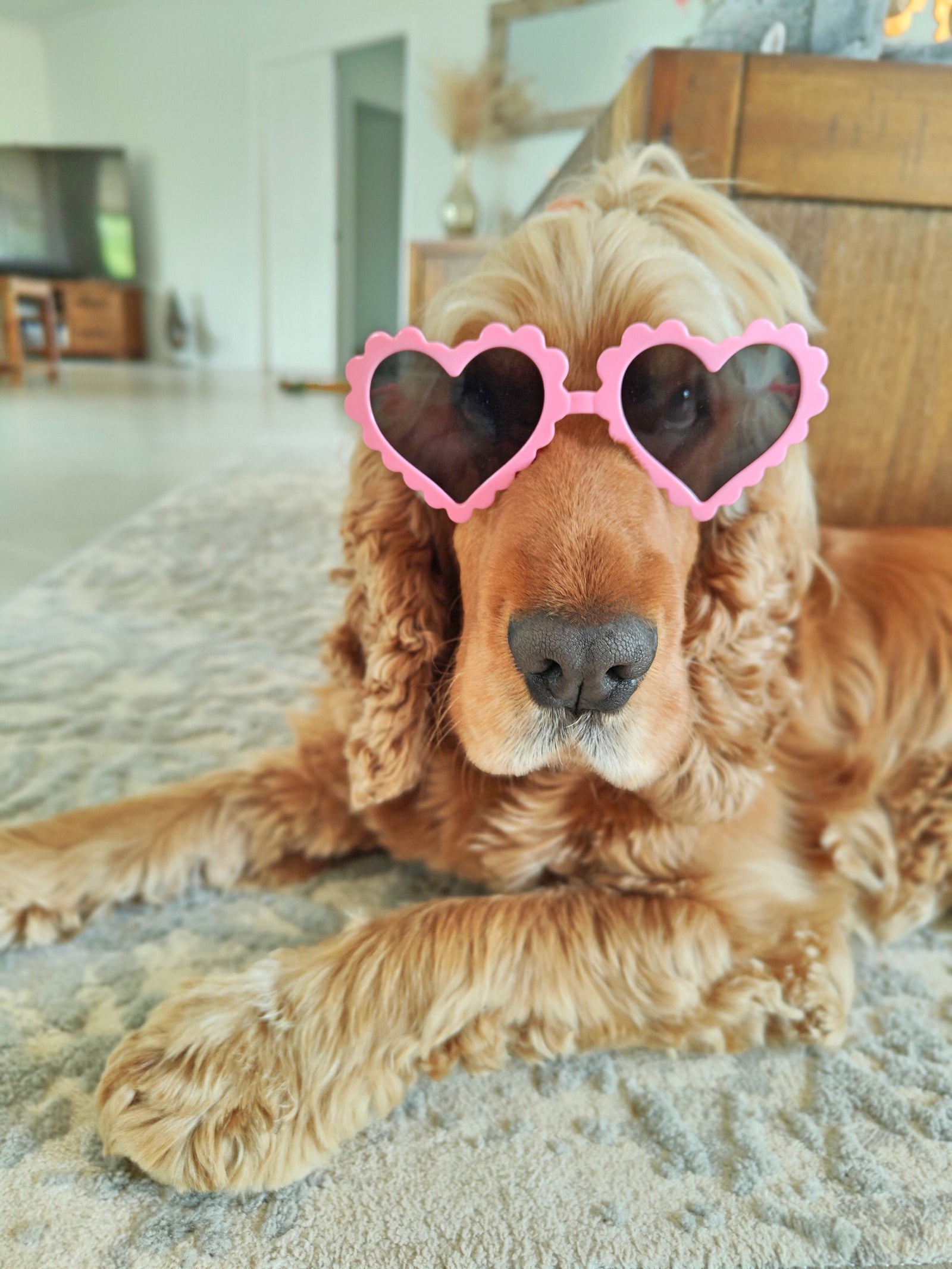 Love Heart Sunglasses for Dogs Perfect for Insta Dogs Reggie and Friends