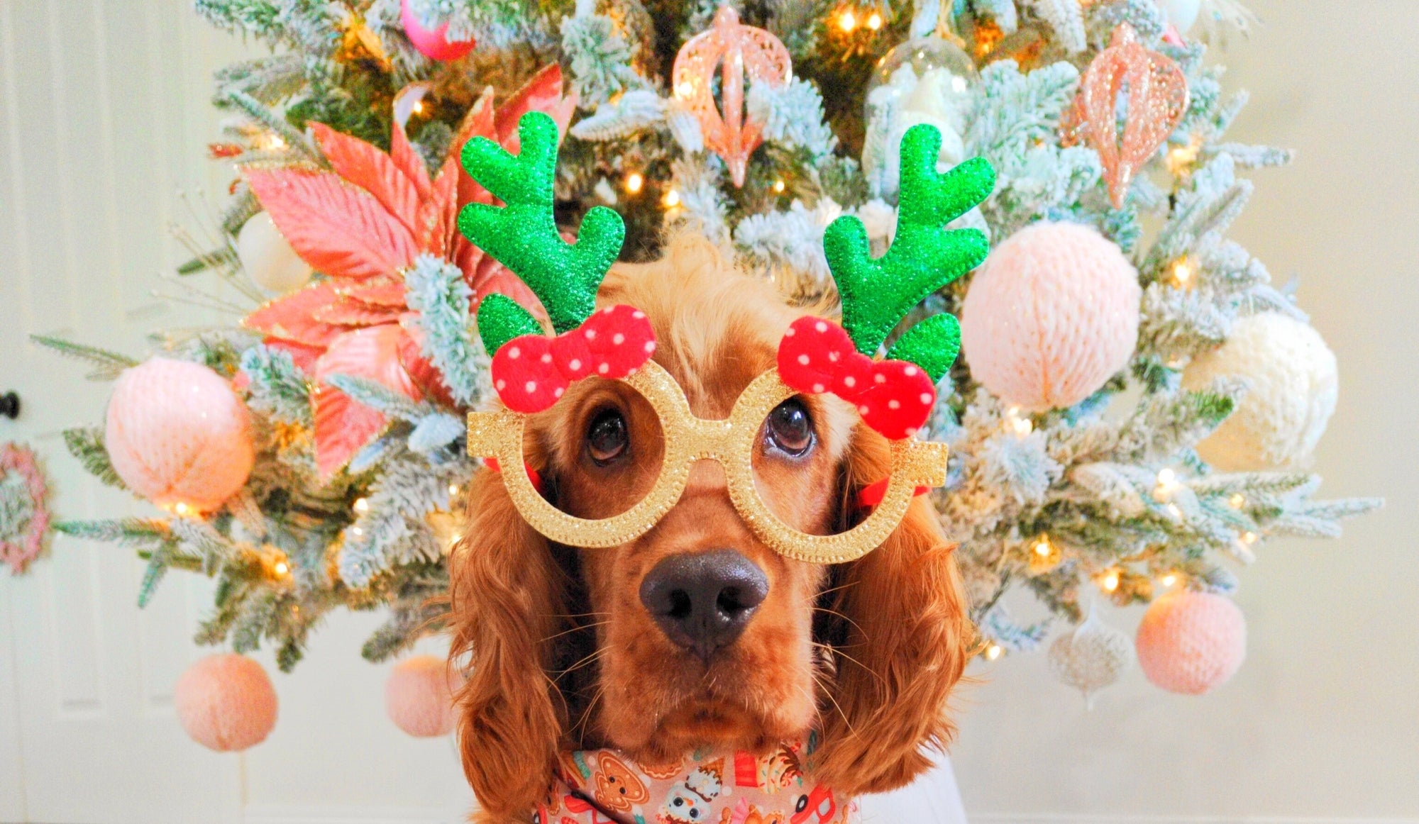 Pet costume Glasses - Xmas - Reggie and Friends