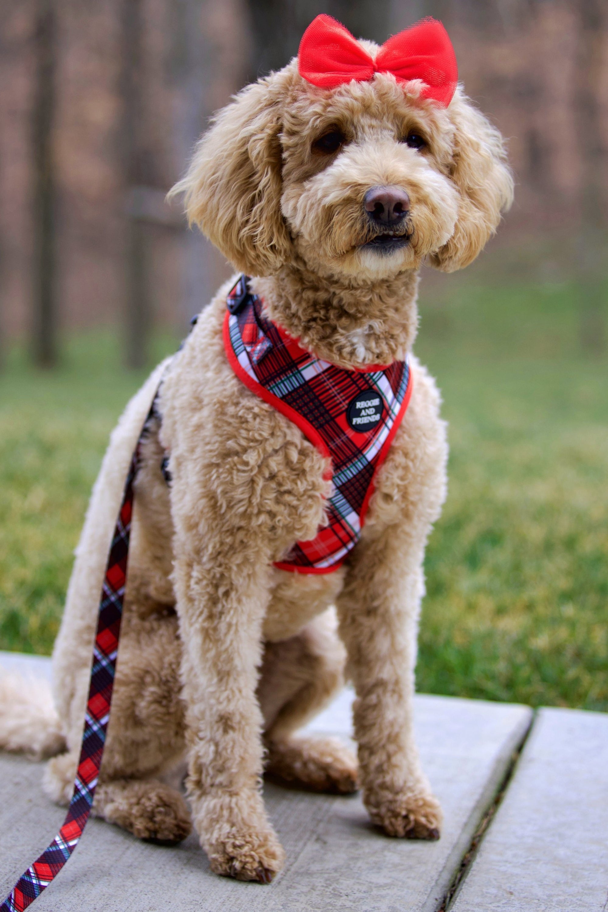 Red plaid dog harness for tiny dogs Reggie and Friends