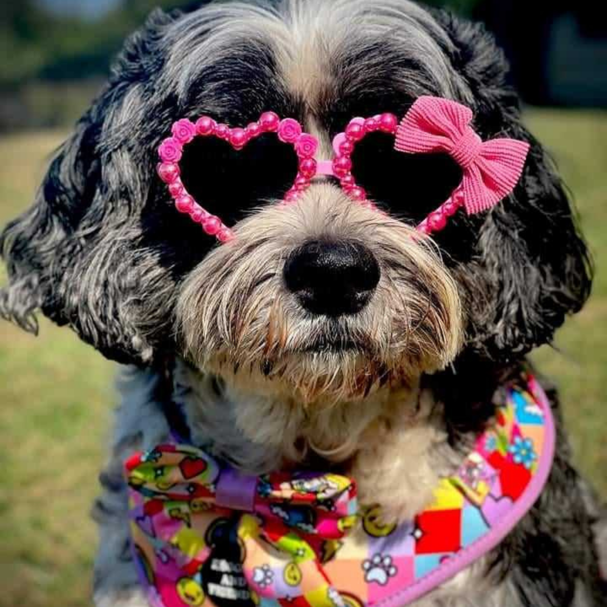 Small dog in Sunglasses - Reggie and Friends