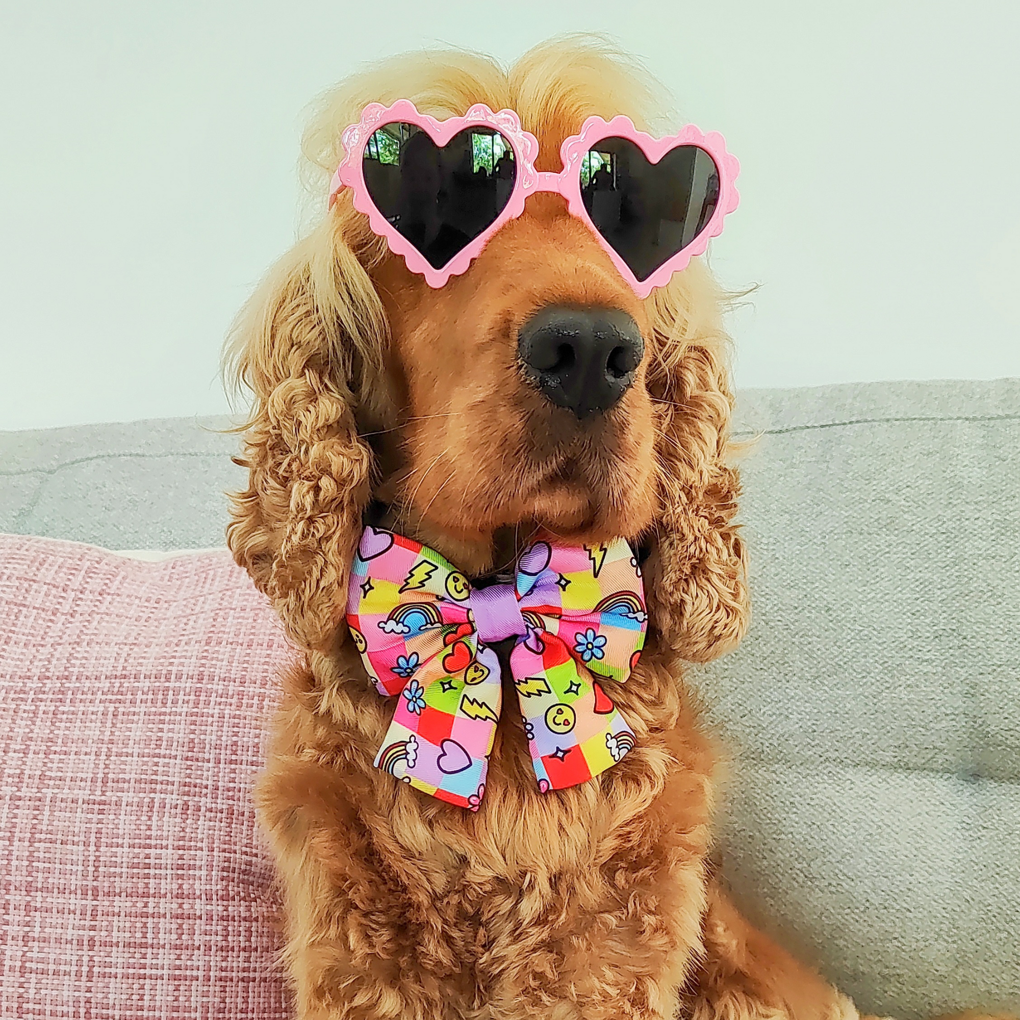 Sunglass Accessories for dogs - Reggie and Friends